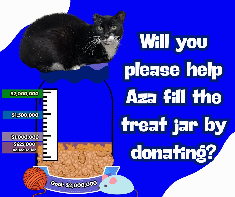 Blind Cat Rescue tweet media