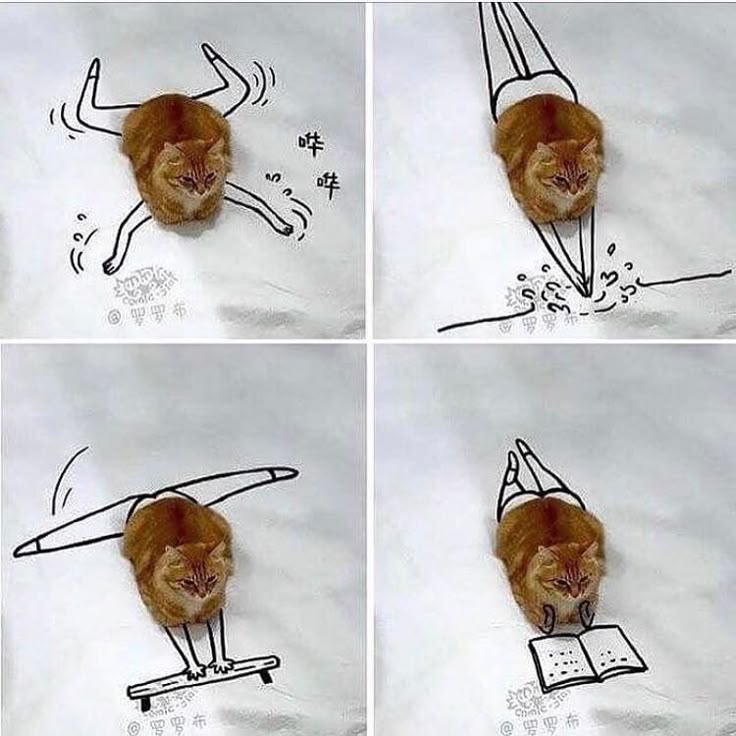 Cat is Amazing 🐈‍⬛ tweet media
