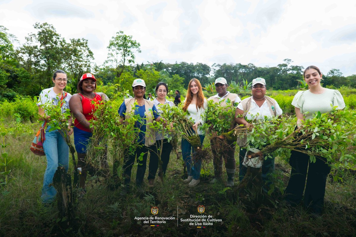 SoySustitucion's tweet photo. 🌱 En Tumaco, las mingas comunitarias siguen demostrando el compromiso de las comunidades con la erradicación voluntaria y la transición hacia economías lícitas.

Con la presencia de @GloriaMirandaE, directora de Sustitución, avanzan las acciones de #RenHacemos en un municipio que ya suma 11.745 personas inscritas y 5.745 pagos ejecutados. 🤝🕊️

#ConDignidadCumplimos