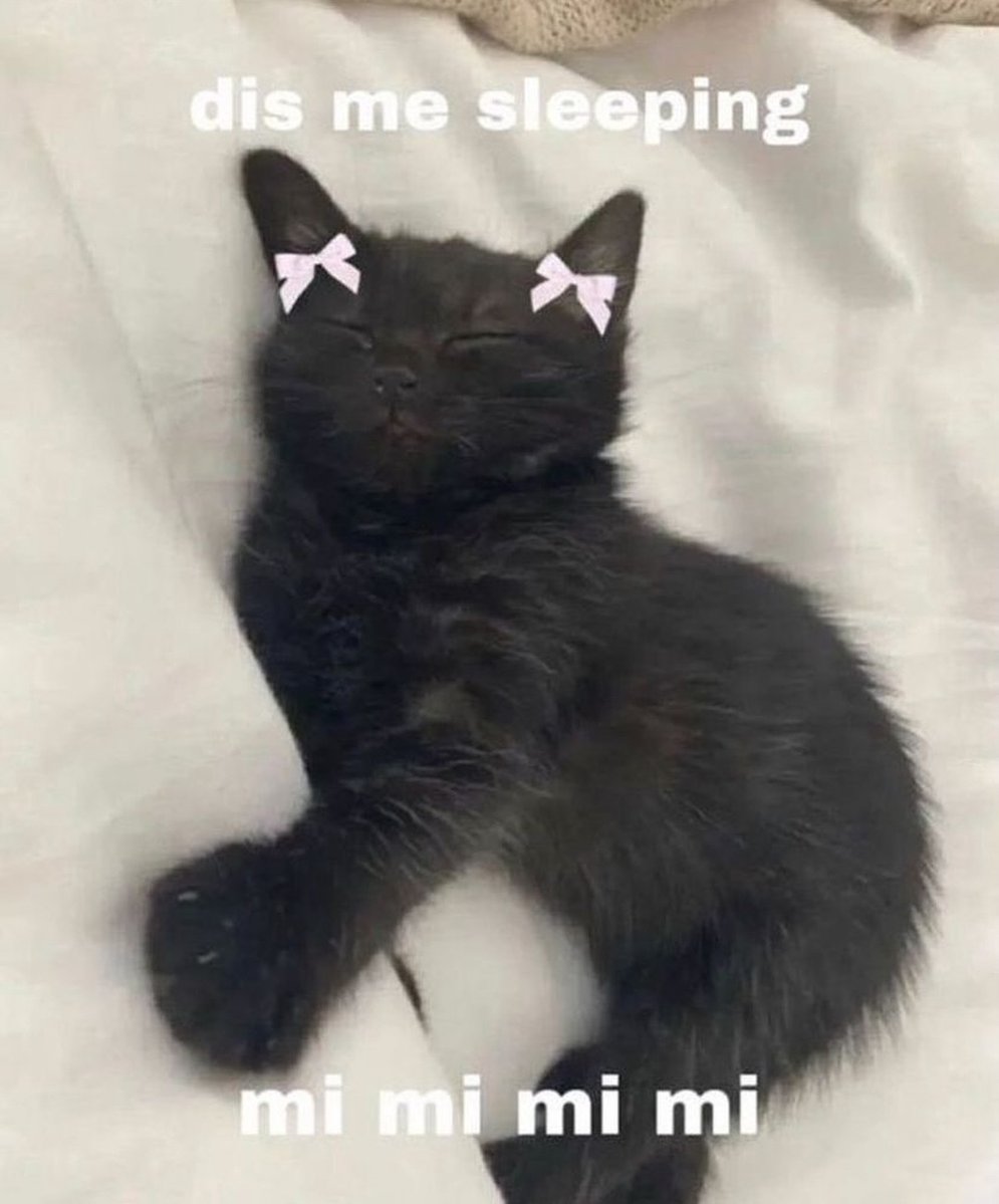 daily cats ♡ tweet media