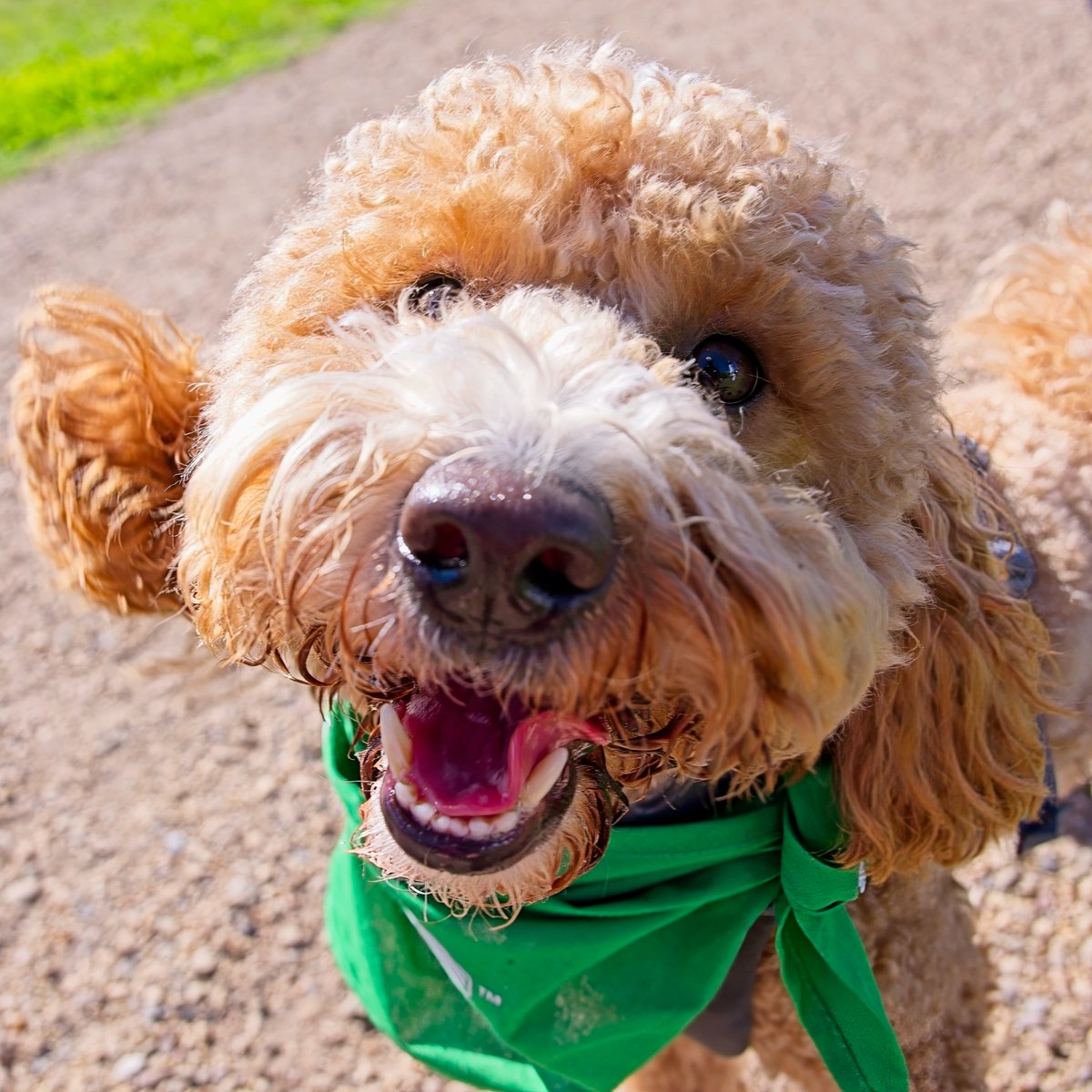 Edmonton Humane Society tweet media