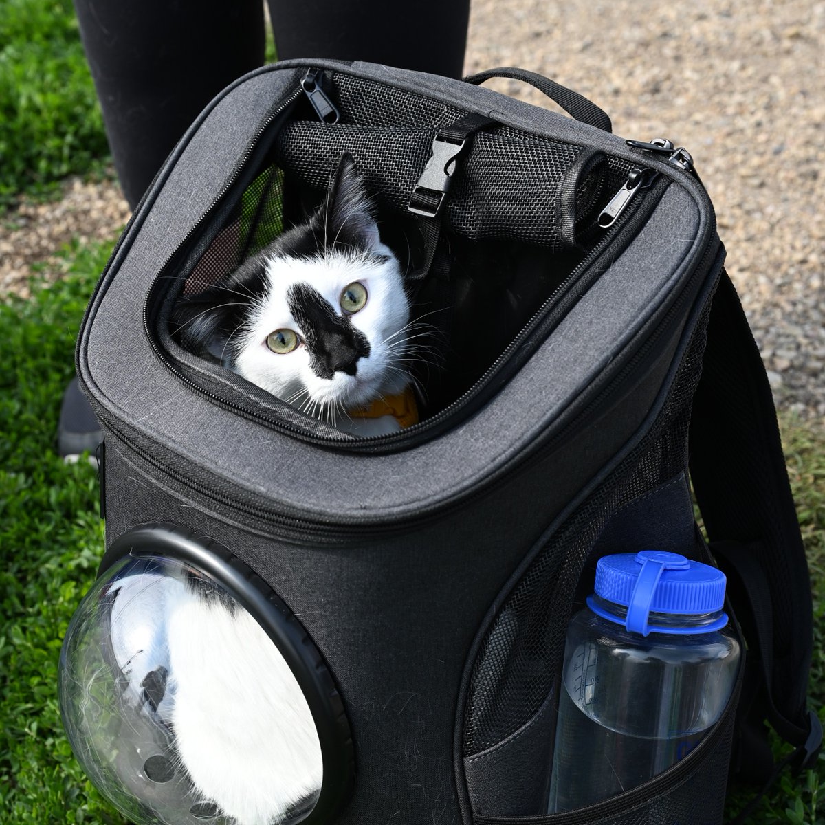 Edmonton Humane Society tweet media
