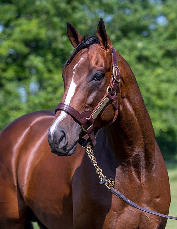 WinStar Farm tweet media