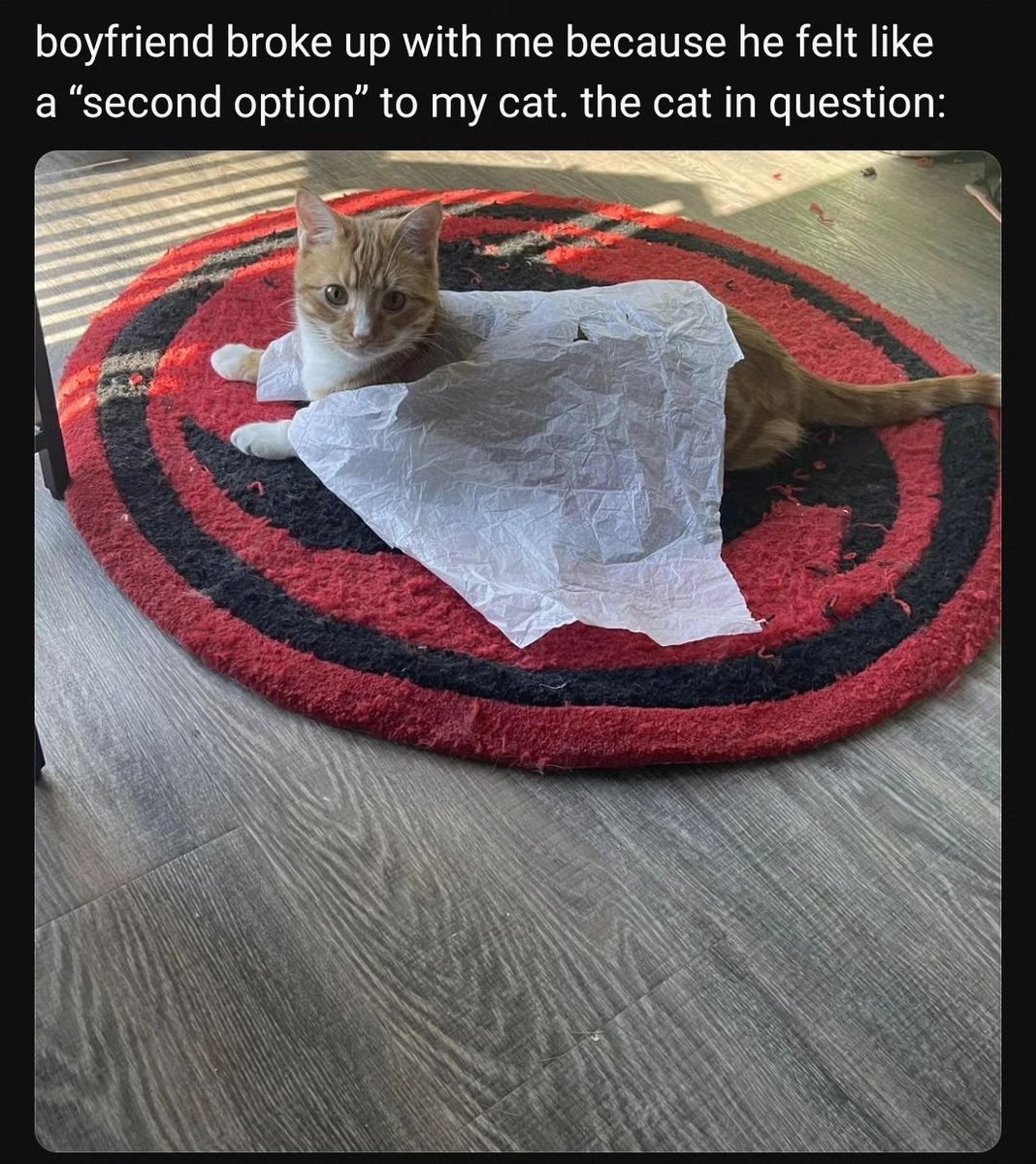 Punch Cat tweet media
