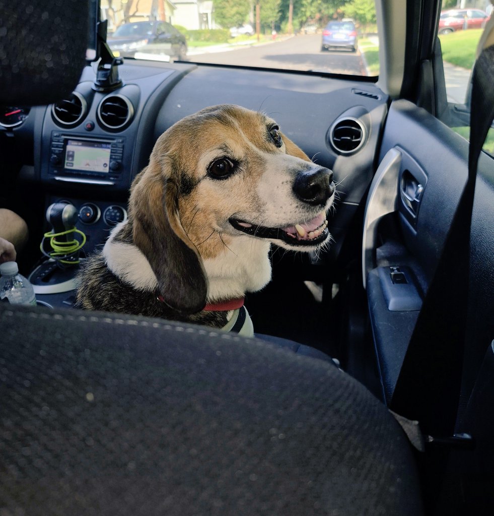 defactosnoopy's tweet photo. everyone should adopt a senior Snoopy. my mom has no hookids, no legacy, doesn't cure cancer, doesn't fix the climate or poverty. she will be forgotten in 100 years. but i'm 13, still getting zoomies and i'm having a wonderful time. and that's good enough for her https://t.co/qy3sVD5Xxa