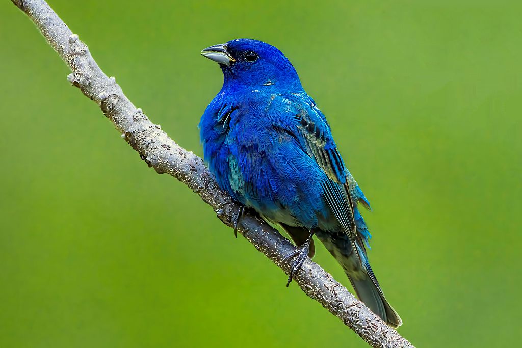 WillCoForestPreserve tweet media