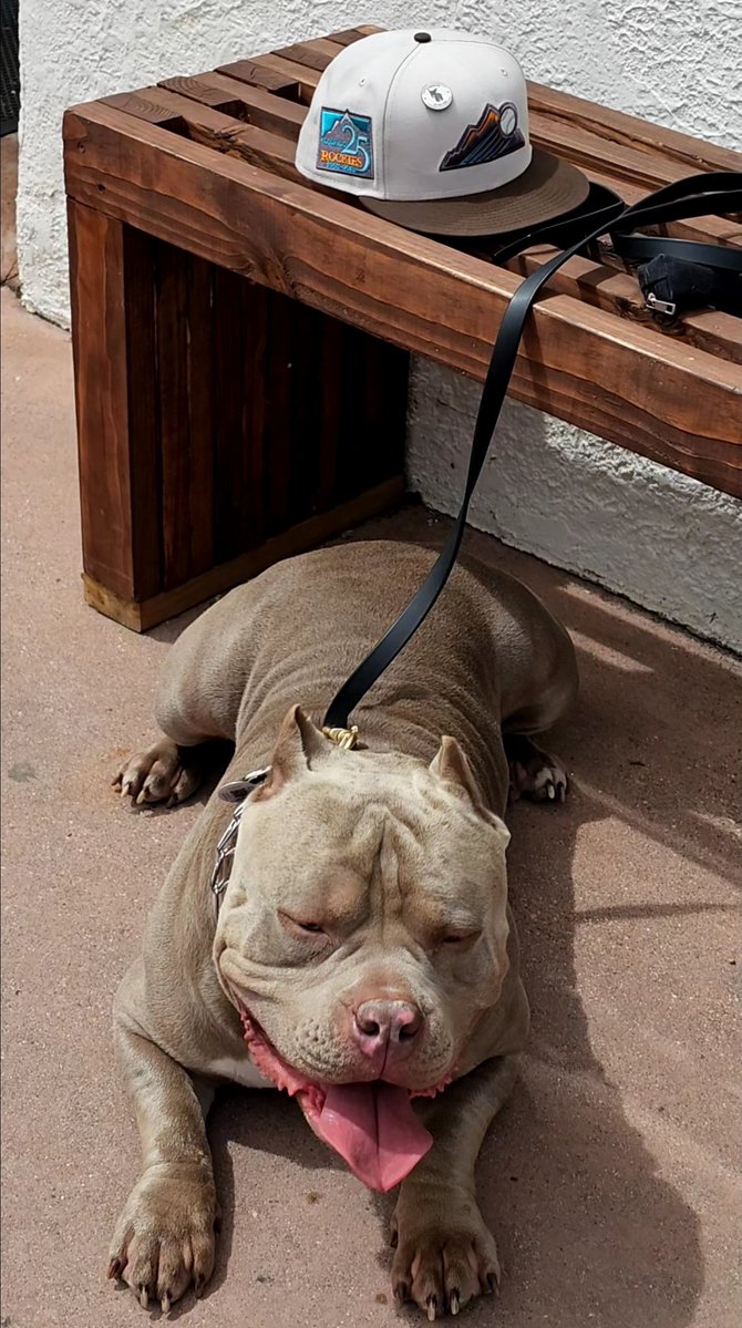 El PINdejo 🌐 Shaungo 🐻⬇️ 🐶🐾 tweet media