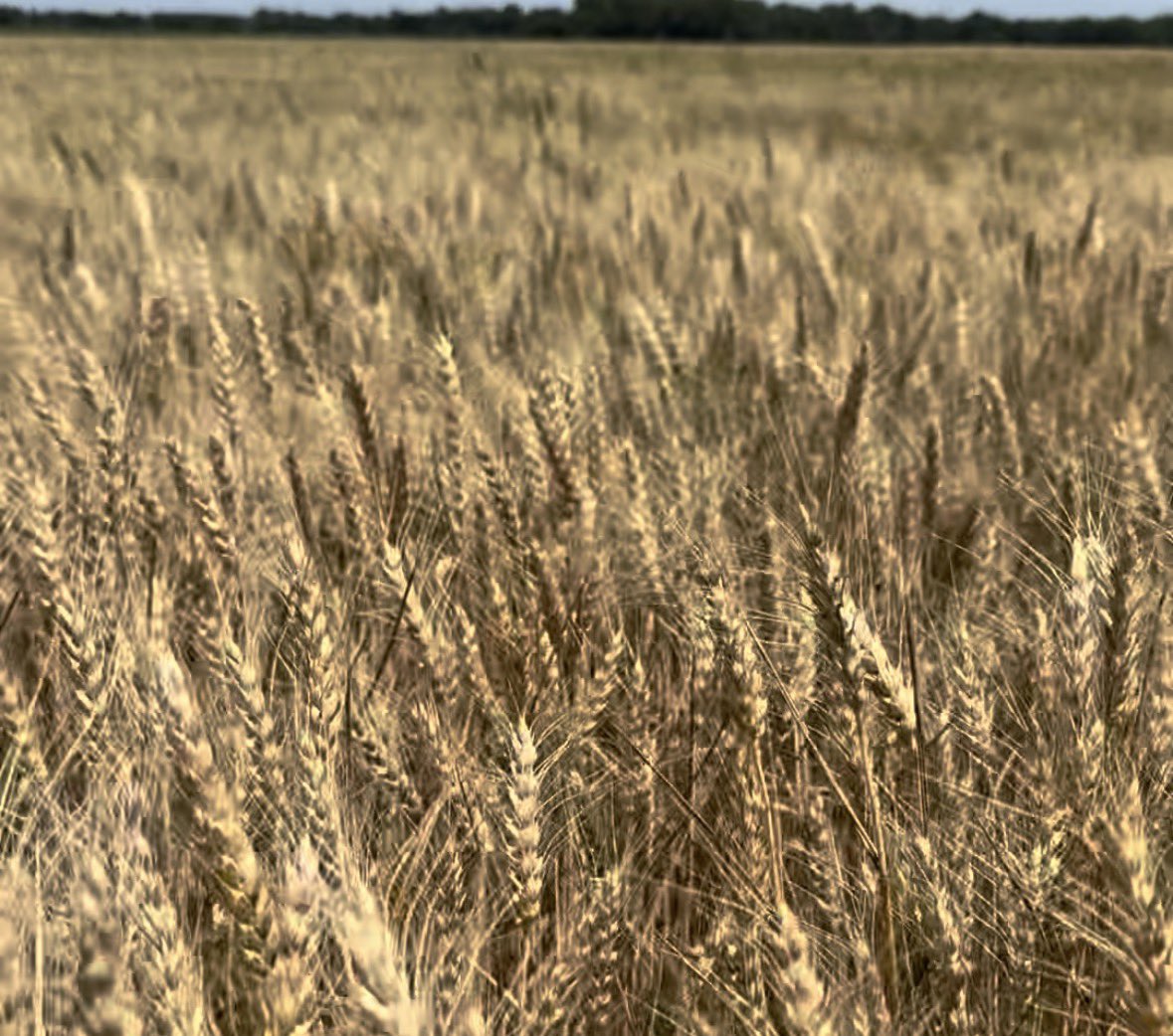 K-State Agronomy tweet media