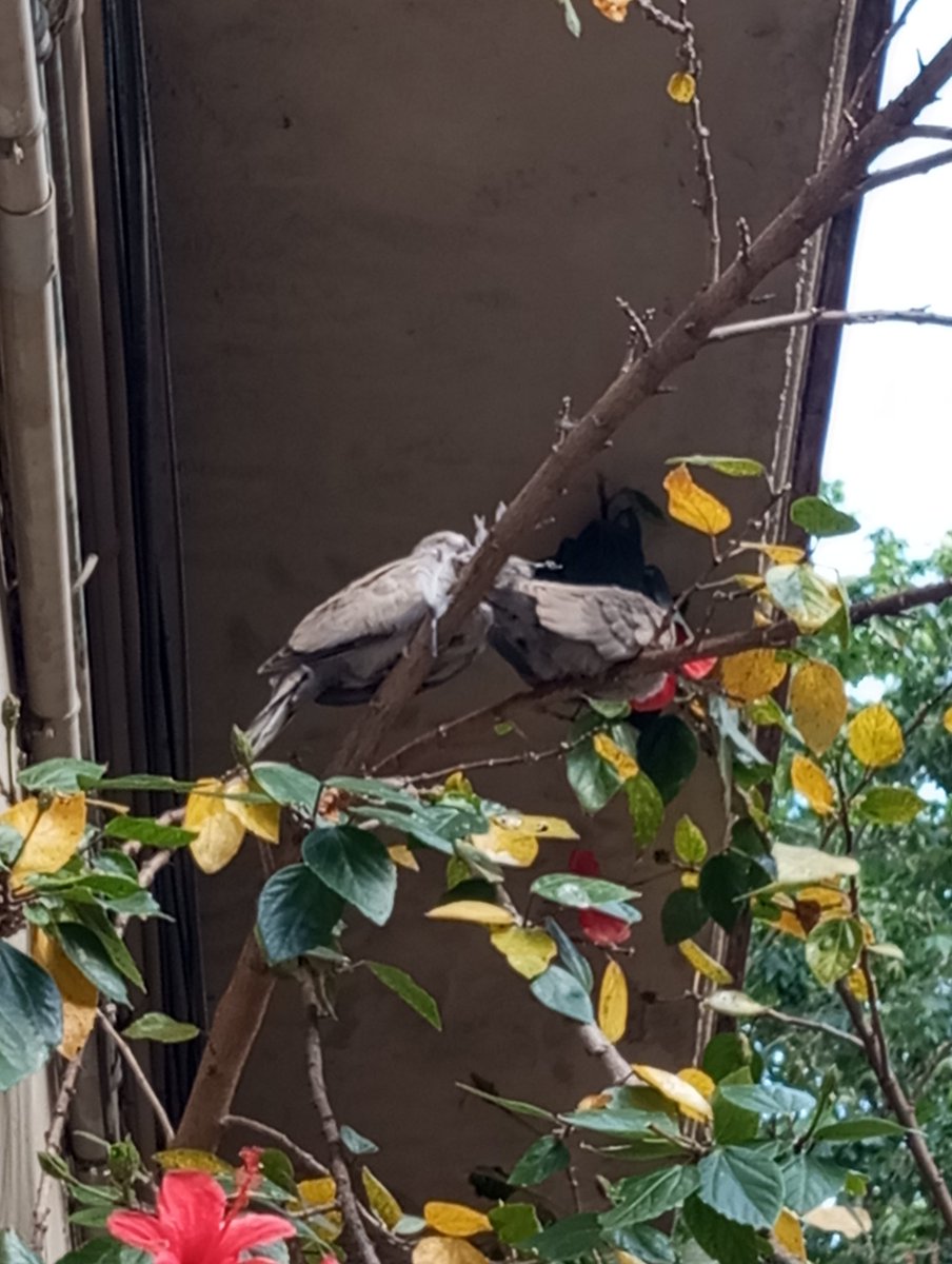 LaCalders's tweet photo. Ai, no us havíem fet l"update dels tortorins! Creiem que estan a punt d'envolar-se i ara patim per tenir un atac d'ansietat quan ho facin à la Toni Soprano! https://t.co/AhfmZi7Rv0