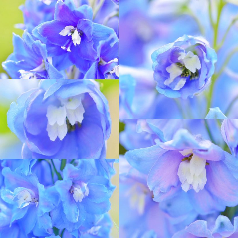 aimomoさん #お花の写真 #朝のご挨拶
