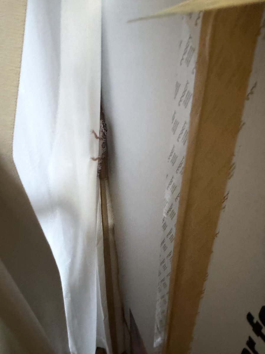 asmr_messii's tweet photo. レオパ脱走
マジで焦りました。

カーテンのレースにしがみついて日向ぼっこしてて草。

明け方は寒いので、意外とカーテン裏とかにいる可能性は高いかも。 https://t.co/7WWqZxqXc4