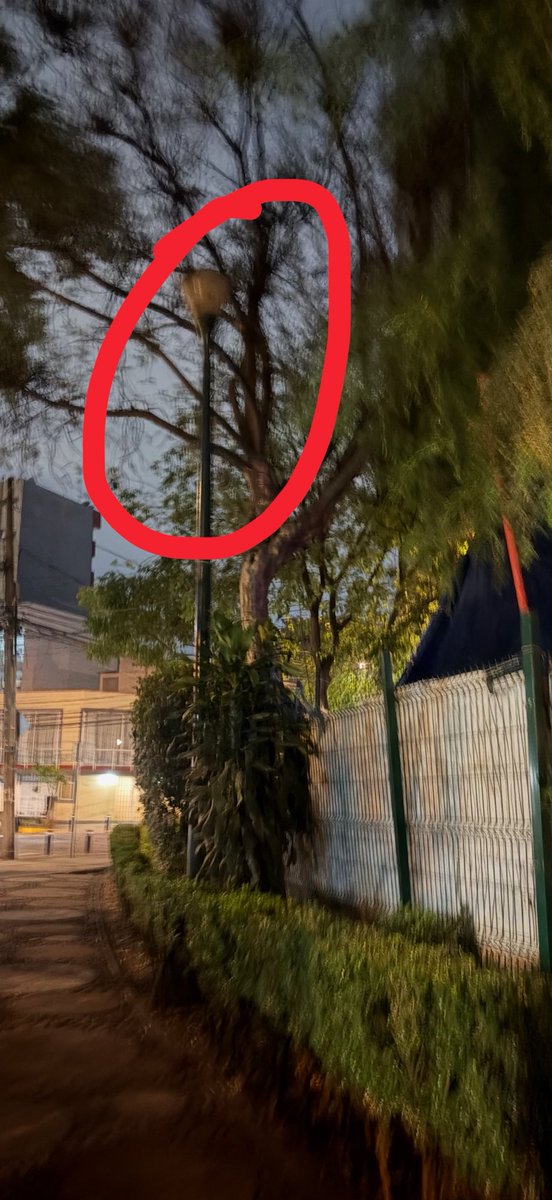Reportandocdmx👀 tweet media