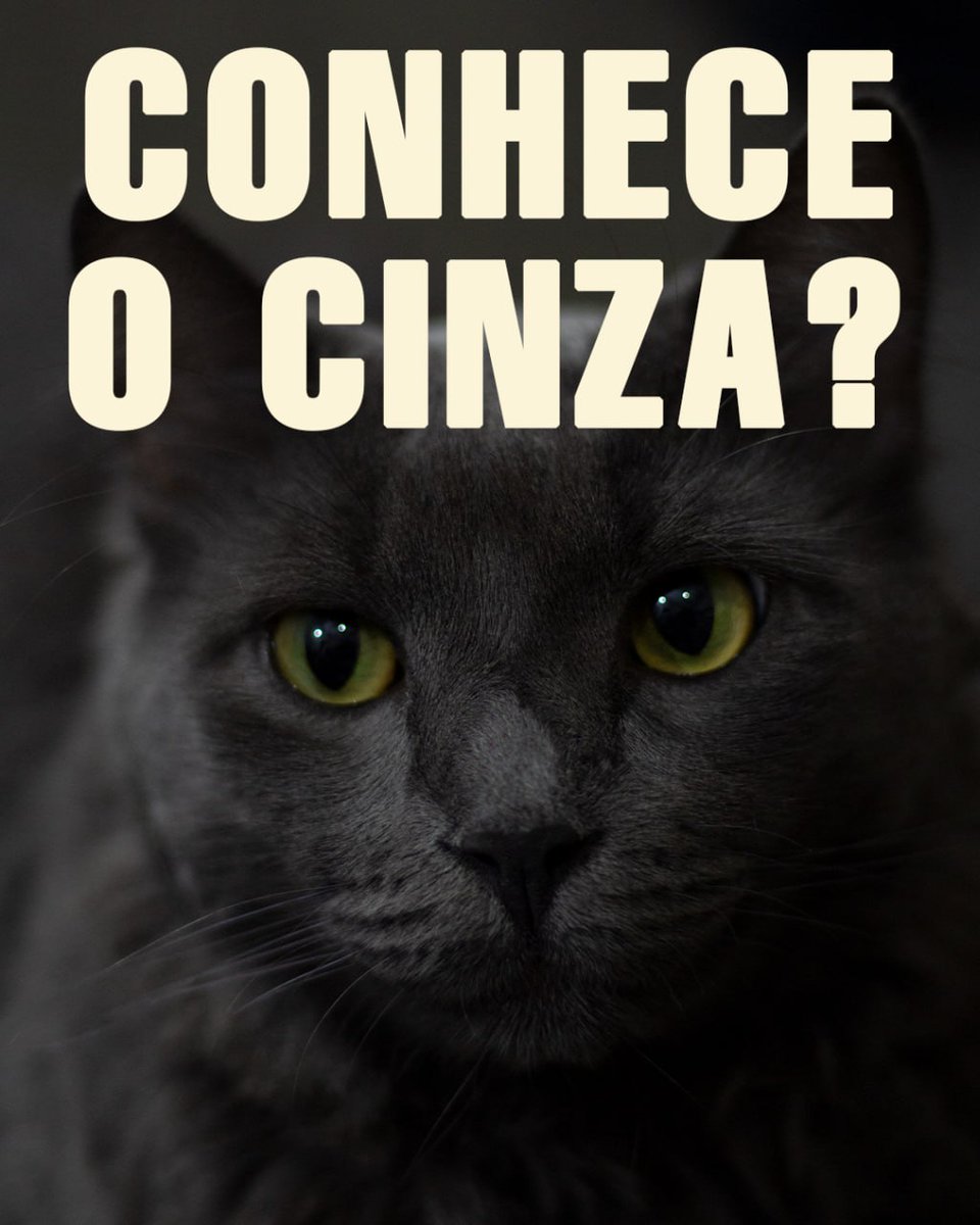 Kasa Invisivel tweet media