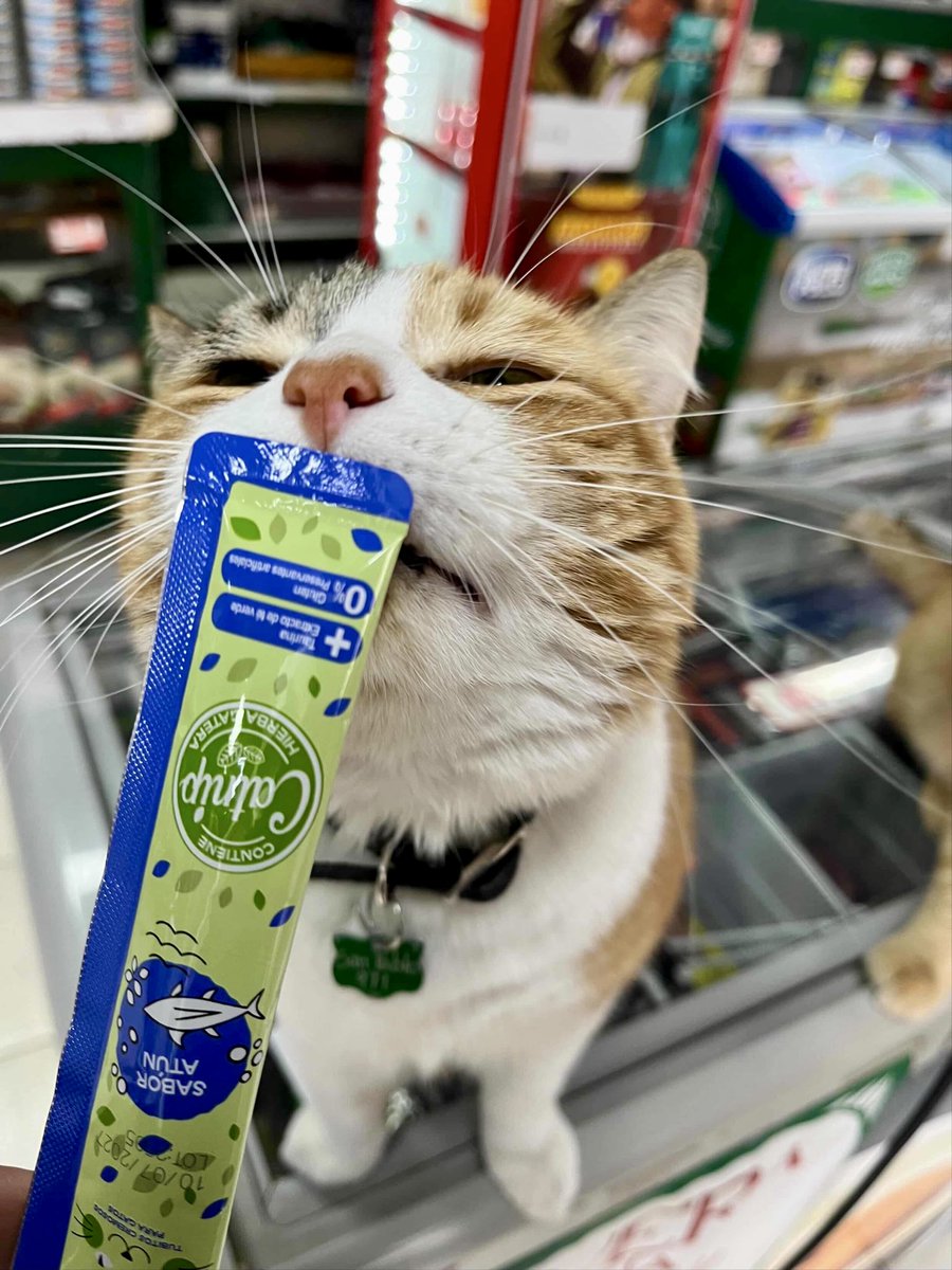 Bodega Cats tweet media