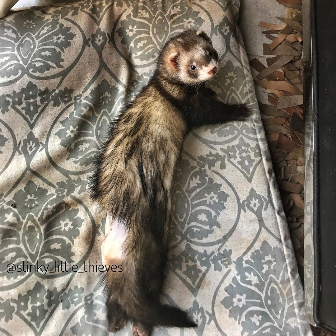 Ferret Every Hour tweet media