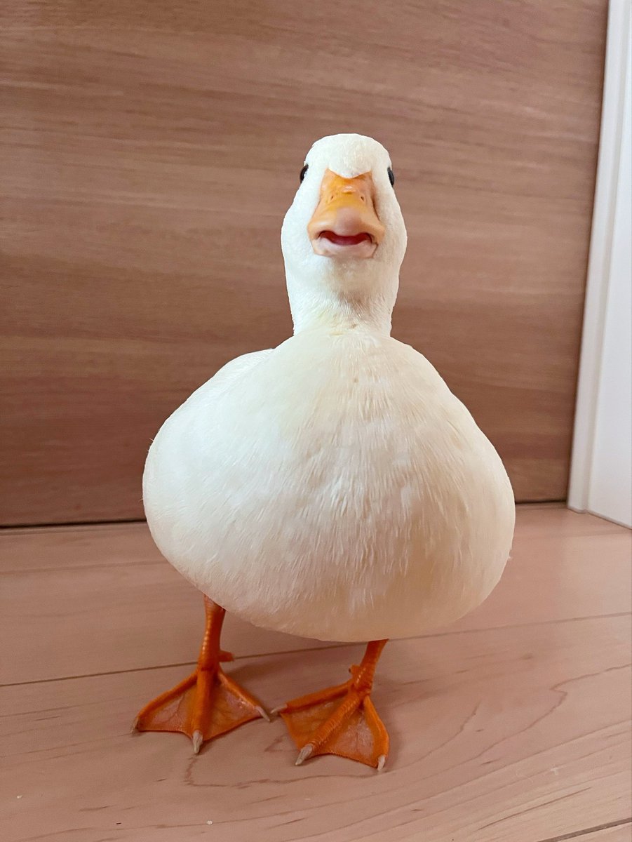 コールダックしろみと従者𓅰 tweet media