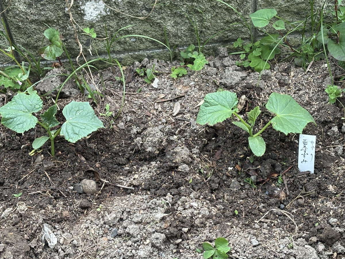 Linkma_s's tweet photo. 今年も植えました
アサガオ
今年はさらにきゅうりを追加
どうなるかな　経過報告します https://t.co/llUiHZM7Nt