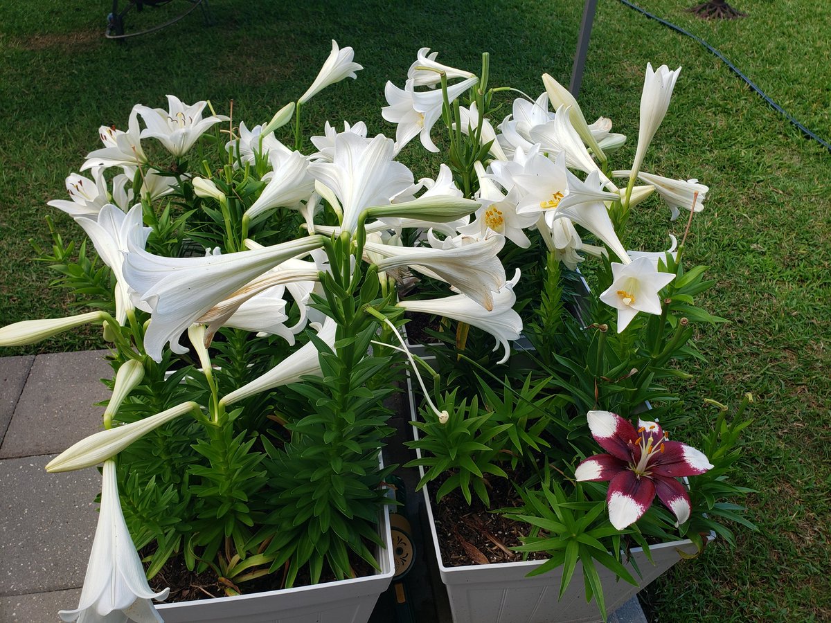 yankeewoman's tweet photo. Here are all my Lilies !!!  😀💜😀 https://t.co/uDtZ4tYgza