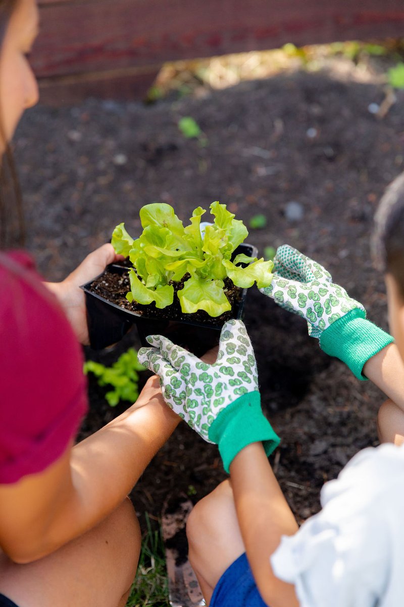 chlfca's tweet photo. This summer, try growing a garden! 🌱 Herbs and container-friendly veggies like lettuce, tomatoes, and peppers are easy to grow in small spaces. You can freeze them to be used later in sauces and soups! https://t.co/B8ovUxwFAK
