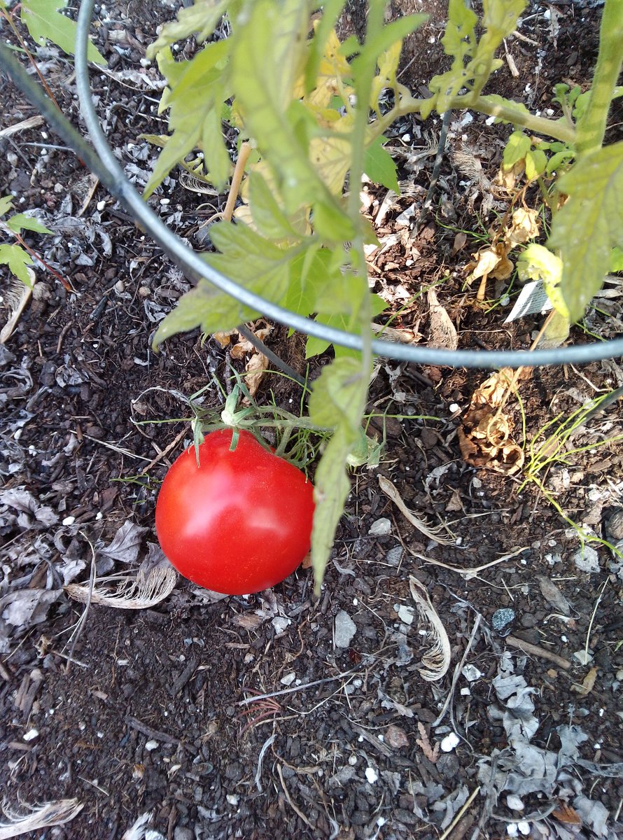 YumBotSpice's tweet photo. @rareseeds 
Start a garden 🪏 
Consider growing some of your own Food. 
Start with Heirloom Seeds from Baker Creek Seeds. 
Disclaimer: This is not a promo or endorsement. 
We have tried their seeds in our lab and the seedlings performed. 
#seeds #gardening
YumBotSpice 🌱 https://t.co/xRmClADPSV