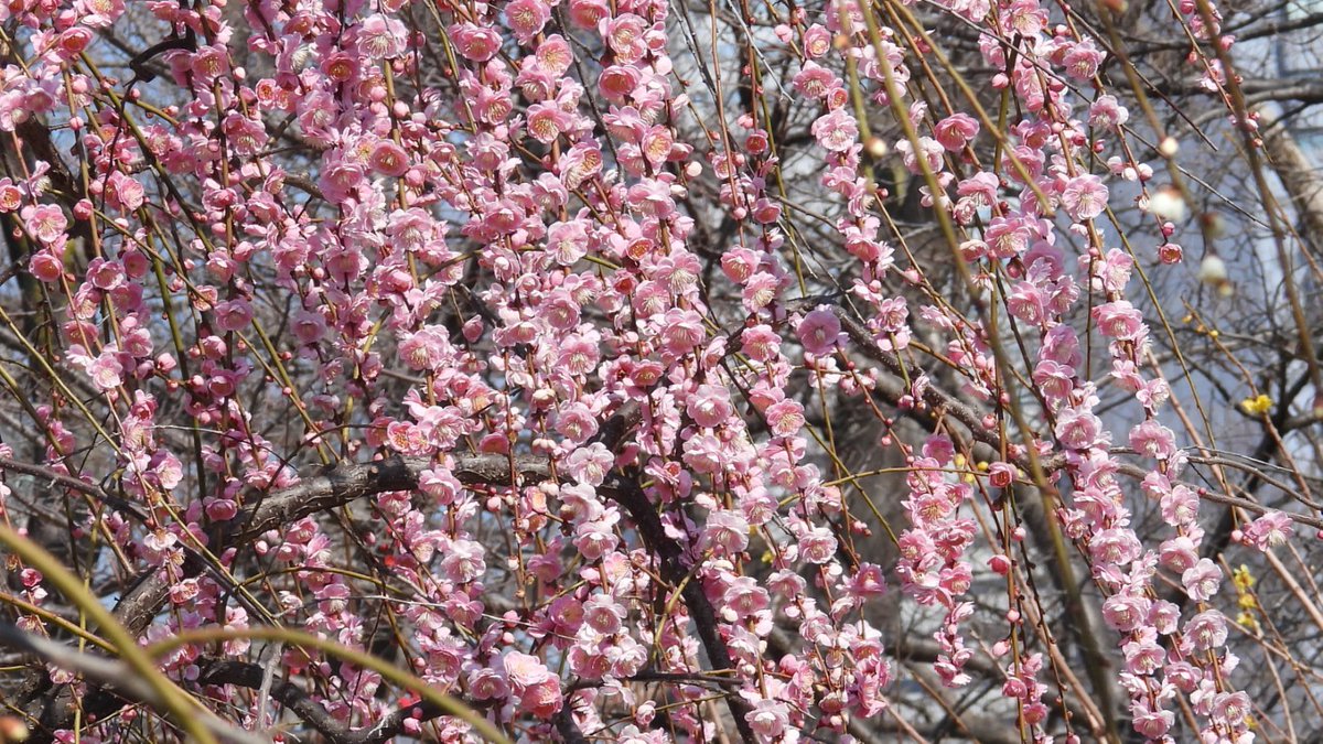 FUayusakai's tweet photo. 大阪城公園 梅林2026｜見頃の梅が咲き誇る春の絶景【2月21日】 https://t.co/QZpB4N0hmP #大阪城公園　#大阪城梅林　#梅林　#梅　#大阪観光　#絶景　#春　#関西お出かけ
#OsakaCastle　#PlumBlossom　#JapanTravel　#Osaka　#Ume　#SpringJapan https://t.co/d02J5KRteI