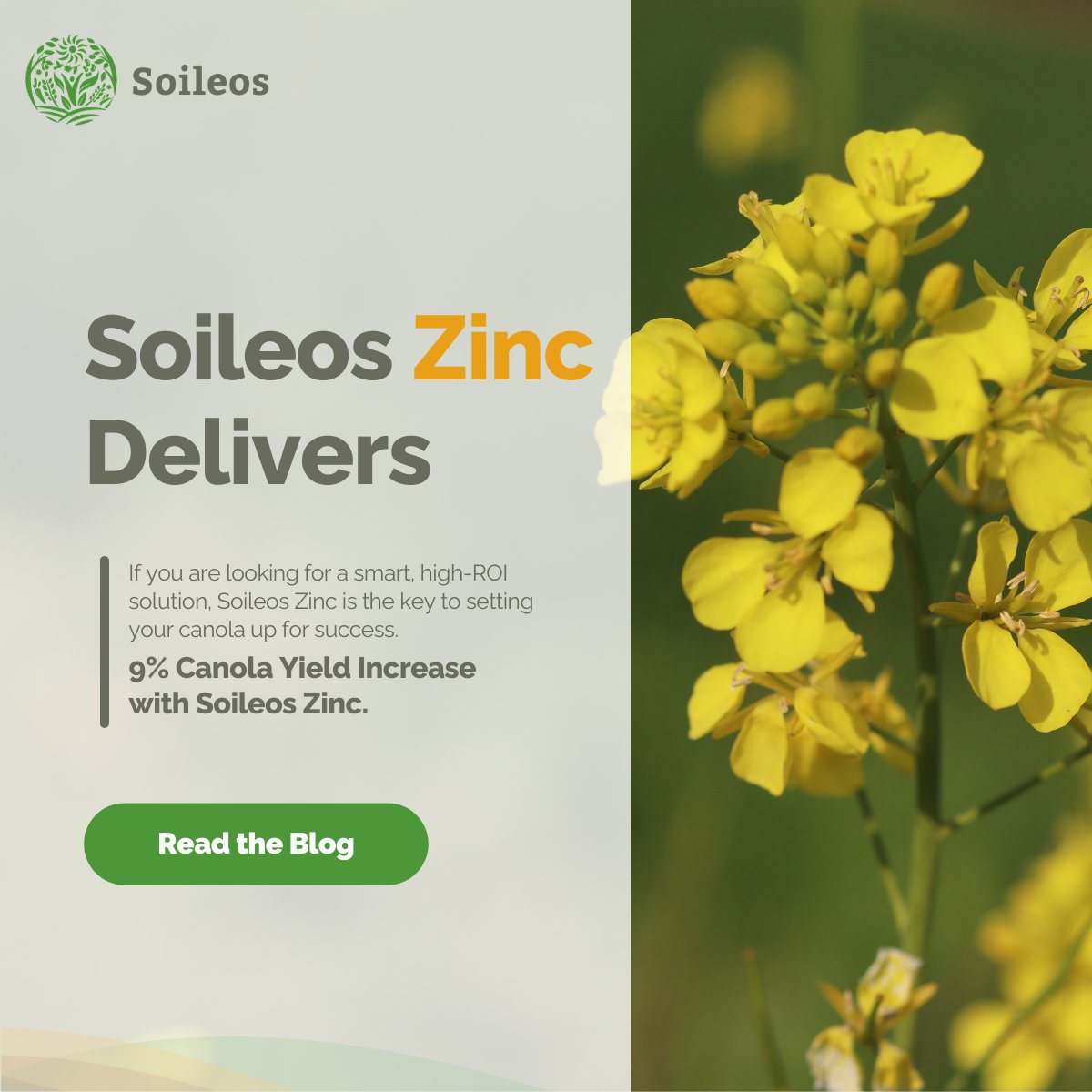 soileos's tweet photo. The window for your 2026 fertility program is closing fast. ⏳

Why choose Soileos Zinc?
✅ 9% average yield increase in canola
✅ 3 bu/ac advantage in MB trials
✅ Seamless dry granular blending
✅ High ROI in challenging soil conditions

Give your crop a Soileos Start. Read the blog here: https://t.co/6nogupIu7i 

#AgTech #Canola #Plant2026 #CdnAg #SoilHealth