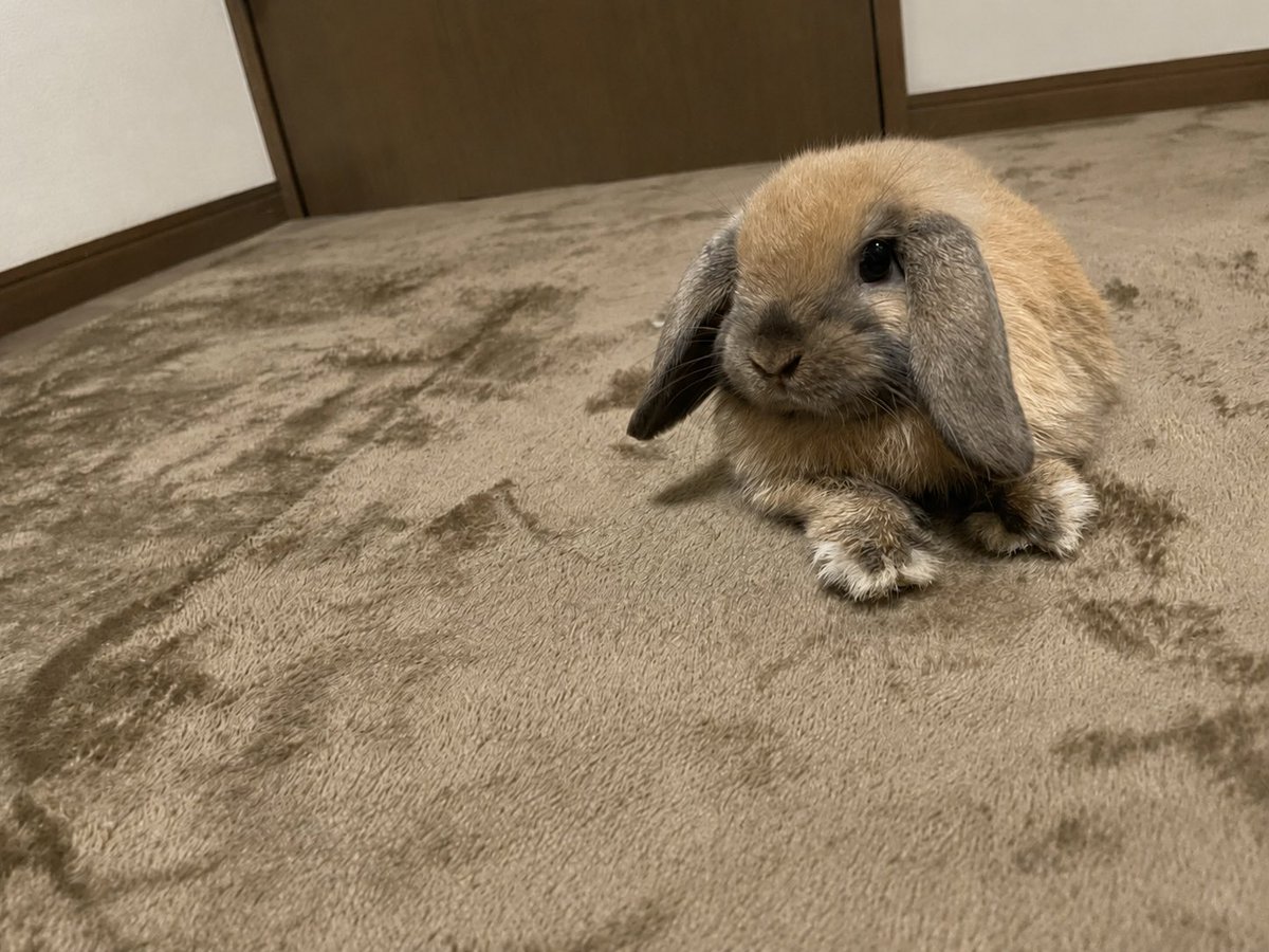 みすずのひなたぼっこ tweet media