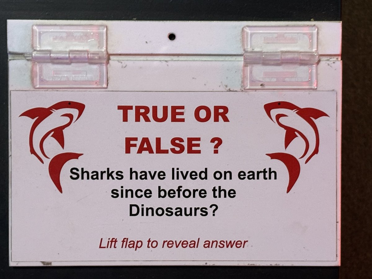RodneyFoxMuseum's tweet photo. Did you know at Rodney Fox &amp; Mark Tozer’s Museum &amp; Research Centre we’ve hidden shark facts, myths and “True or False” questions throughout the displays? 🦈
Did sharks exist before dinosaurs? Can some sharks grow longer than a bus? Do all sharks live in salt water? #museum https://t.co/c9qibAizF4
