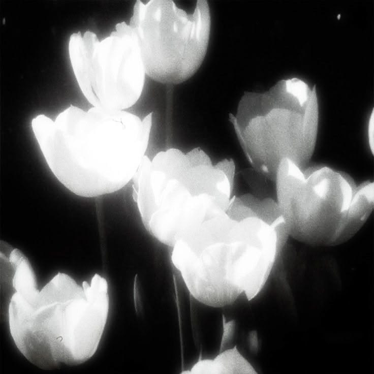 tulip ༉‧₊˚. 1 day binge free tweet media