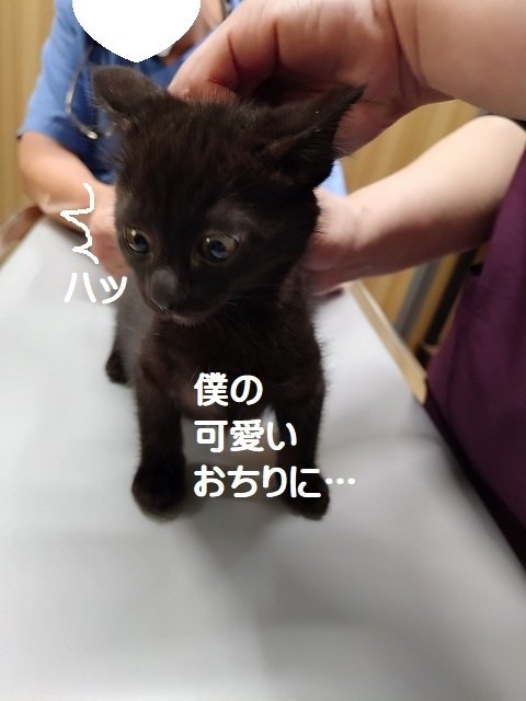 ★小春日和さま専用ページ★ こはる日和. (@daijyoyuukoharu) / Posts / X