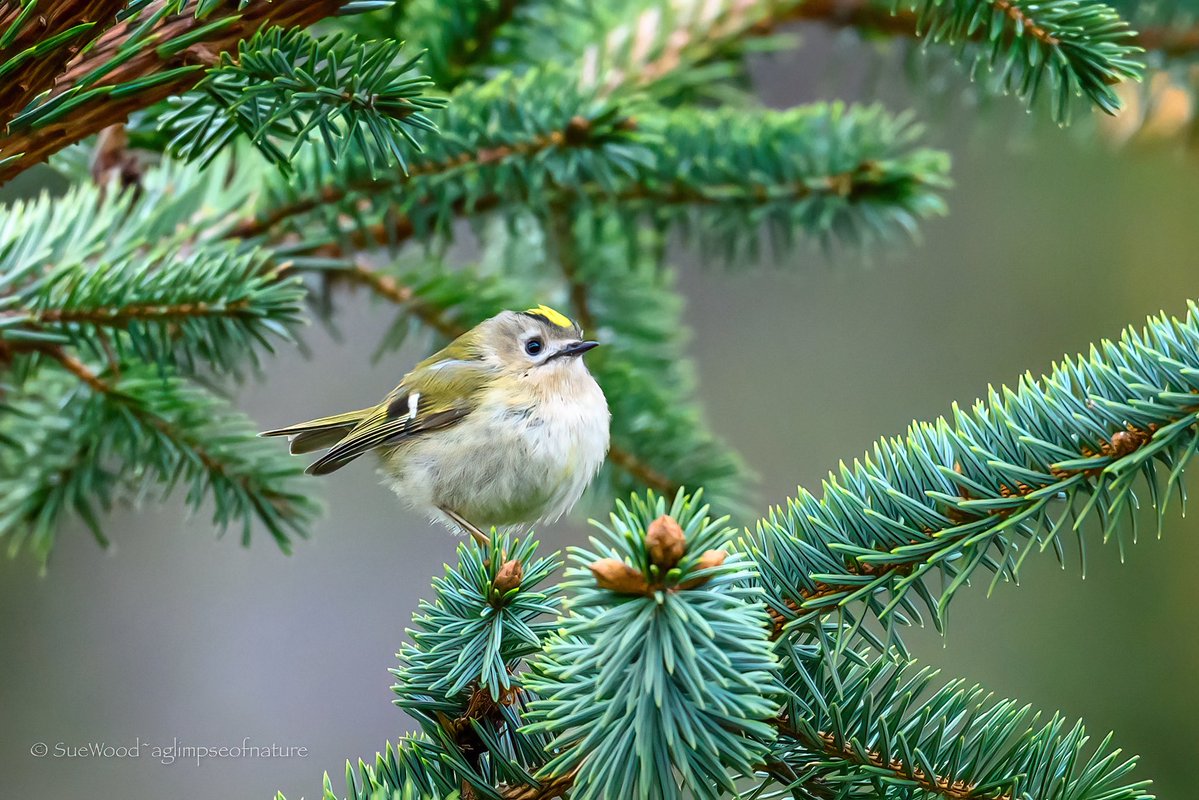 Sue Wood tweet media