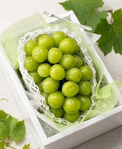 ✨🍃Green Farm🍇👨🌾シャインマスカット🍃✨ tweet media