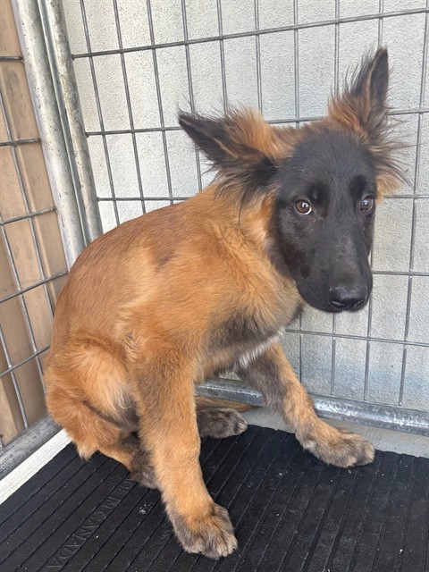 LancasterAnimalShelt tweet media