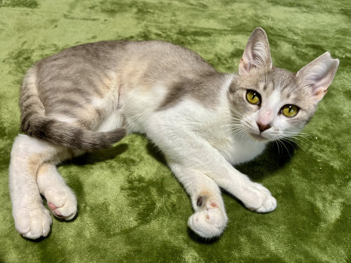 保護猫シェルター泥猫倶楽部 tweet media