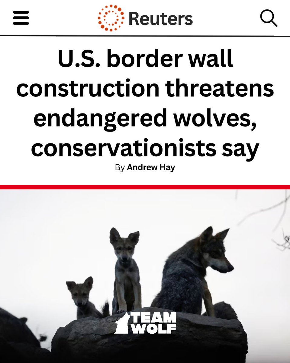 Team Wolf tweet media