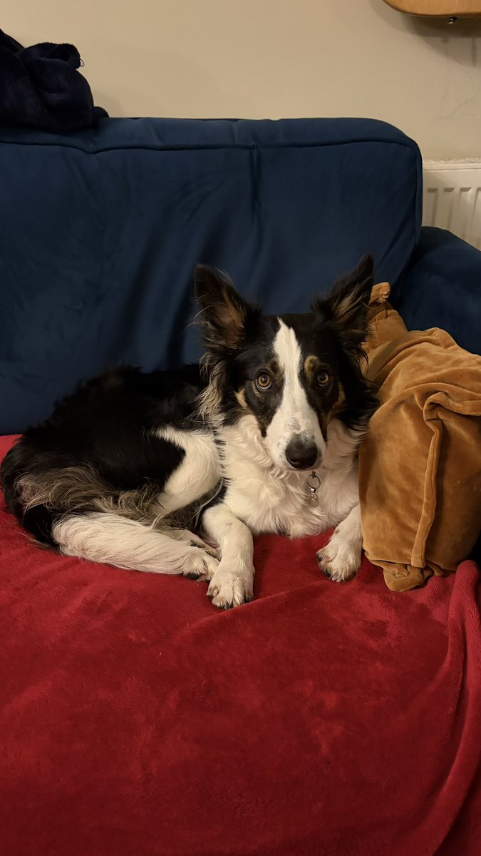 Puppy Bess and Auntie Kes tweet media
