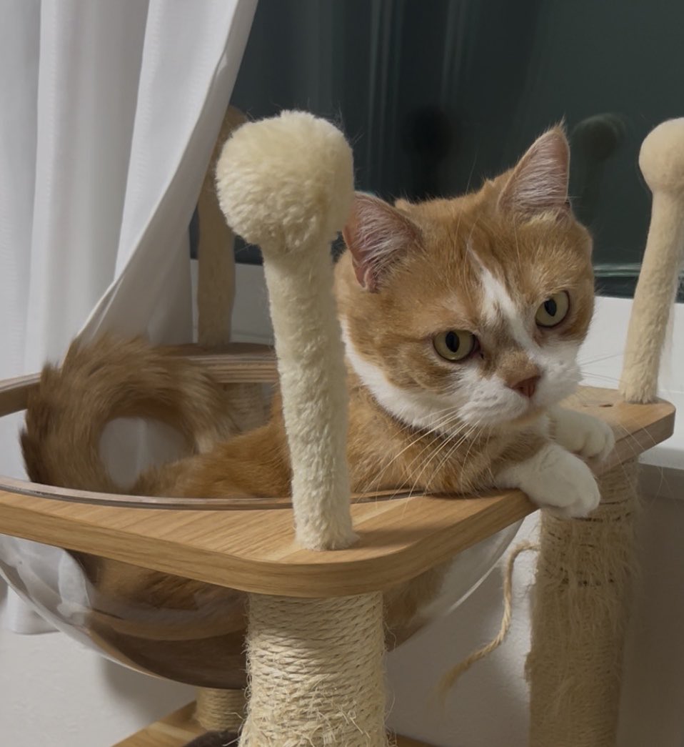 おはよう虎太郎☁️ #猫 #猫好き #猫のいる生活