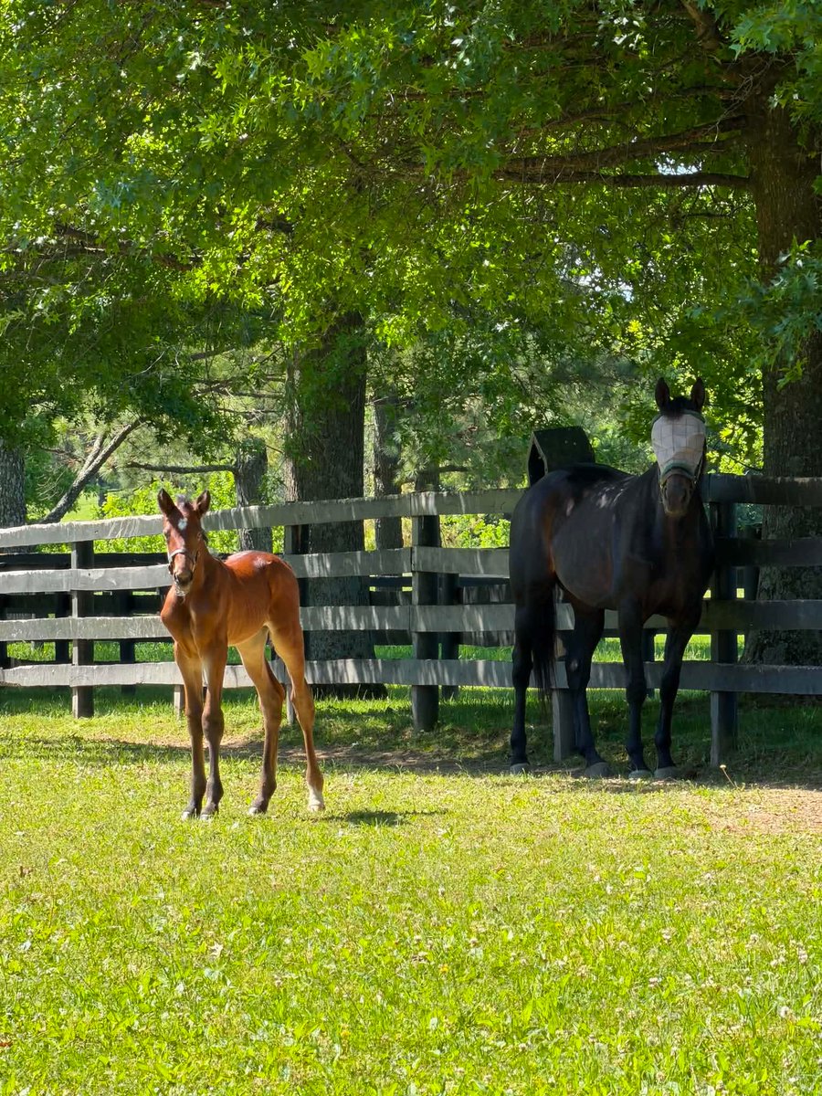 ArmitageFarm's tweet photo. Cue the sparkles and sass… ✨

Introducing Missy Armitage, a beautiful bay filly by Sig Sauer out of Misswalner Fashion, born on 5/5! This little lady already knows she’s the main character — full of personality, style, and just the right amount of attitude. 💅

We’re pretty sure Missy Armitage plans on running the barn sooner rather than later.

Welcome to the world, Missy Armitage!

#TrottingIntoTheFuture #ArmitageFarm #Foalsof2026