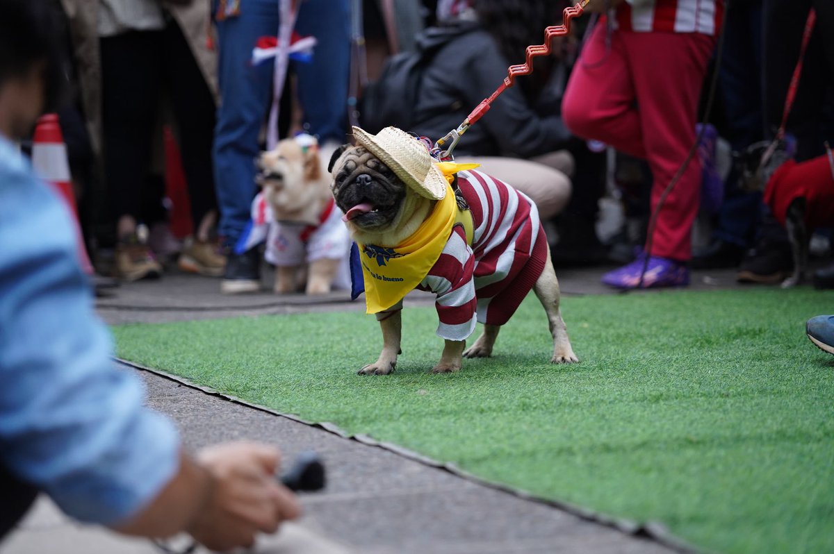 AsuncionMuni's tweet photo. Frente al Panteón Nacional de los Héroes, las mascotas desfilaron con atuendos típicos y de época, y conquistaron a todo el público.📸🤩
#215Py https://t.co/NqNkROTecP