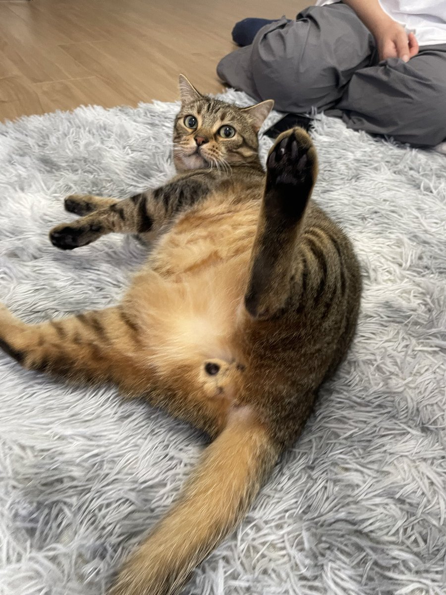 猫大学 tweet media