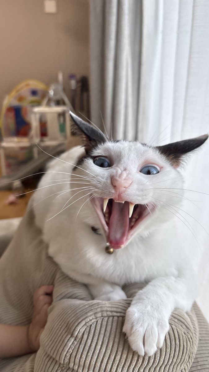 アクビ猫つくね🐾 (@tsukune216) / Posts / X