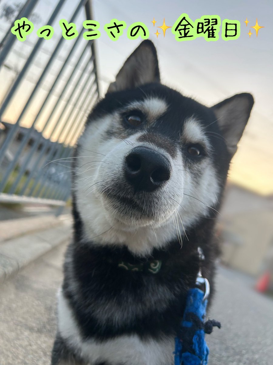 黒柴のひじき🐶 (@rdh8O0QBBwwPP6G) / Posts and Replies / X