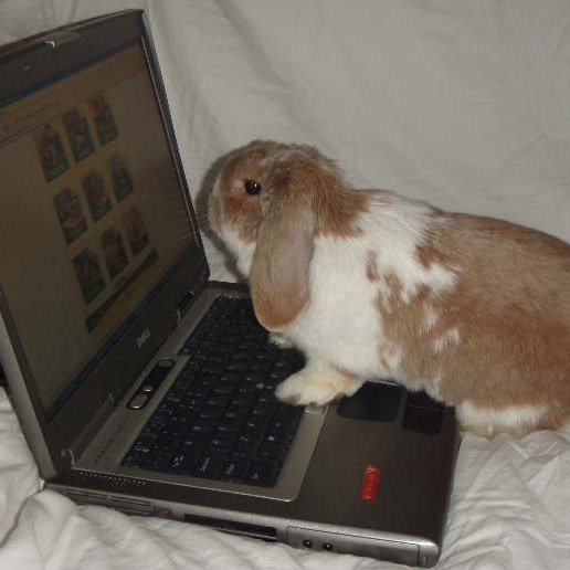 bunny wentz daily 🐇 tweet media
