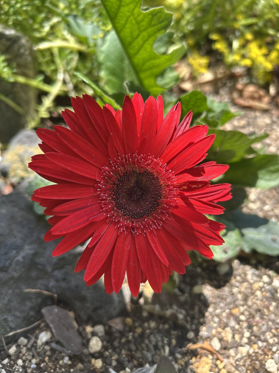 510615816yht's tweet photo. 見た目が可愛い❀•*赤いガーベラ
〜情熱的な素敵な花言葉〜
燃える神秘の愛・いつも前向き
心に秘めたメッセージ..伝えてみよう

おはようございます◡̈*

優しい週末をお過ごしくださいね
本日も笑顔で優しく
よろしくお願いいたします
                                             My Fav♥️ https://t.co/9a5fEod7gU
