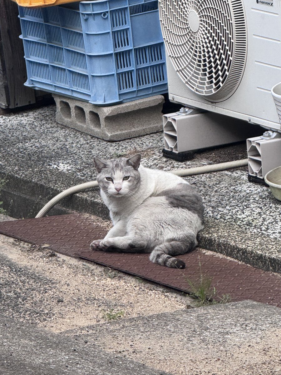 ✨みにょ✨️ tweet media