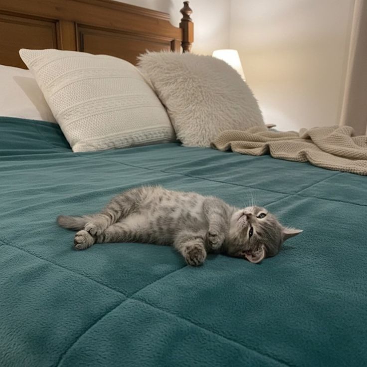 nekocatts's tweet photo. Me overthinking about my life 💭 https://t.co/2BtfzPQ0b0