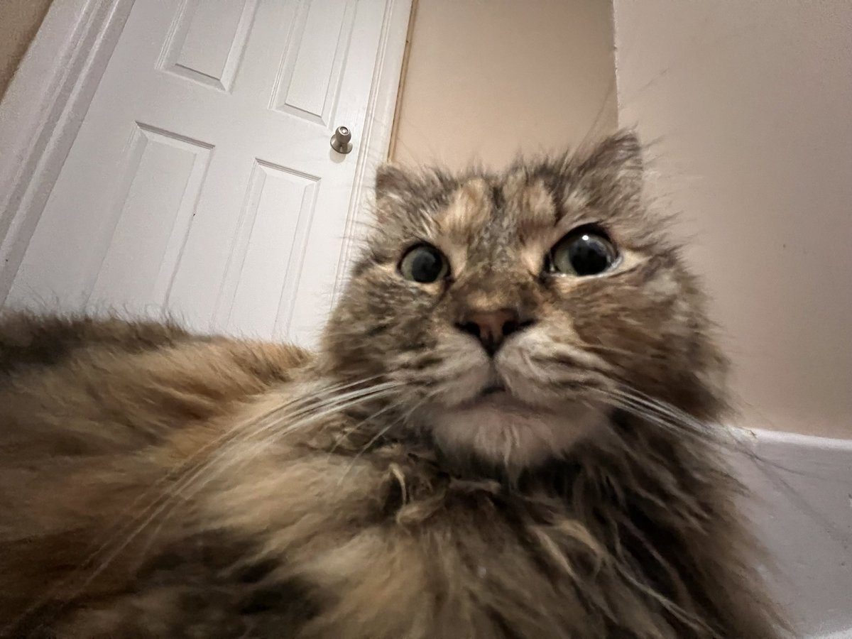 kaxley's tweet photo. *waking up from dental surgery* 
me: wheres cleo?
doctor: who do you think gave you the teeth? https://t.co/udTRqjPoX3