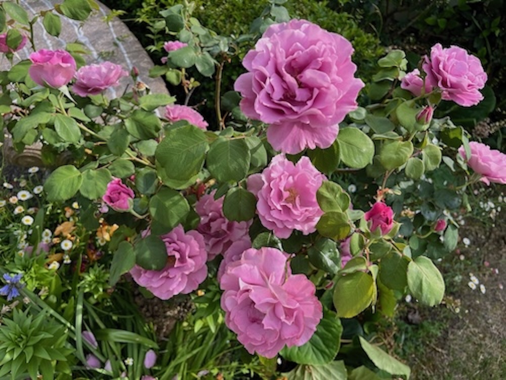 CynthiaBrian's tweet photo. May magic in the garden! I’ve planted tomatoes, tucked herbs among the flowers, and added drought-tolerant Agastache and Heucherella to welcome hummingbirds and bees. Gardening is my living canvas — it feeds, heals, and inspires. https://t.co/MtYRW62sGO https://t.co/tVg8pAjs5B