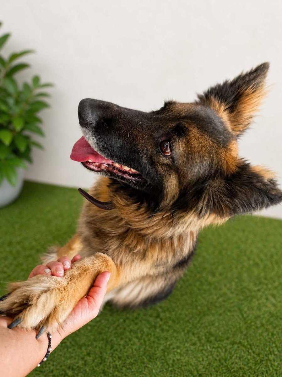 Rescate Animal tweet media