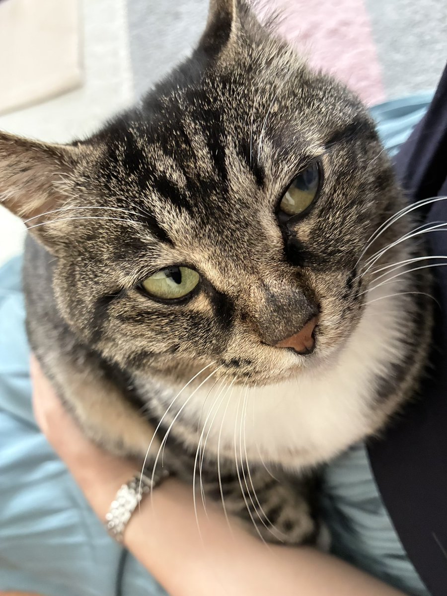 gin2hiro's tweet photo. 出勤前のおちりトントンより今日は抱っこがいいみたい☺️
いつもより時間あるし抱っこでもいっかって思ったけどあっと言う間に出なきゃ行けない時間になってしまった…😓

🐈‍⬛「もうですかっ？💢」 https://t.co/spUKdsqNZB